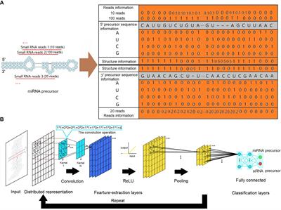 Identification of plant microRNAs using convolutional neural network